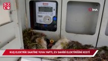 Kuş elektrik saatine yuva yaptı, ev sahibi elektriğini kesti