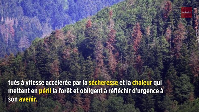 Dans les Vosges, l'agonie rougeoyante des sapins mourant de soif