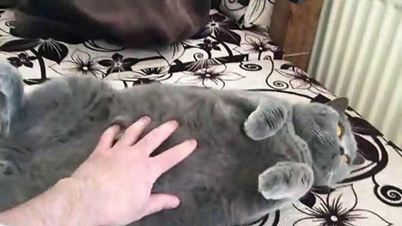 Coconut. Blue British Shorthair. Nirvana