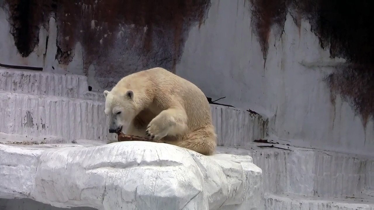 こんにちは ホッキョクグマ私は戻ってきた
