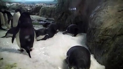 こんにちは、ホッキョクグマはビーチに行きます