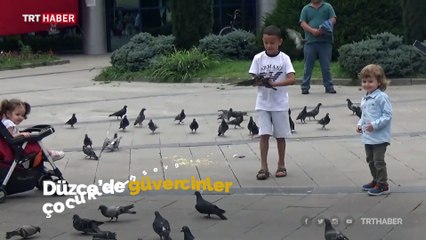 Düzce'de çocukların oyun arkadaşı güvercinler