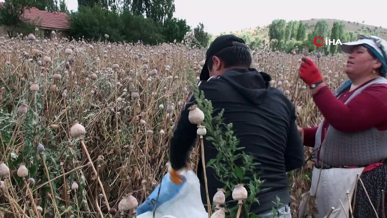 Şuhut’ta haşhaş hasadı başladı... Haşhaş üreticisinin başı böceklerle dertte