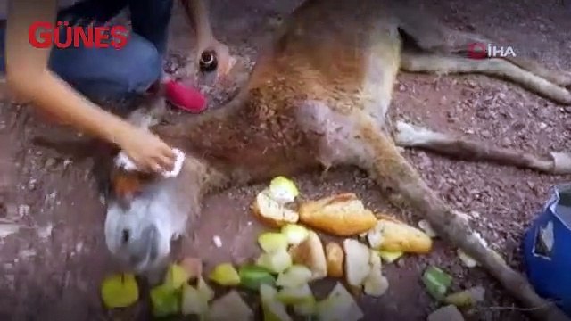 Vicdansızlar bunu da yaptı... Eşeği halıya sarıp ormanda ölüme terk ettiler
