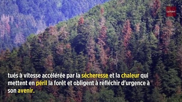 Dans les Vosges, l'agonie rougeoyante des sapins mourant de soif