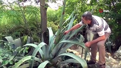 Ekildiği tarihten 46 yıl sonra çiçek açtı