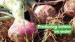 Burkina Faso: Producing onions on order