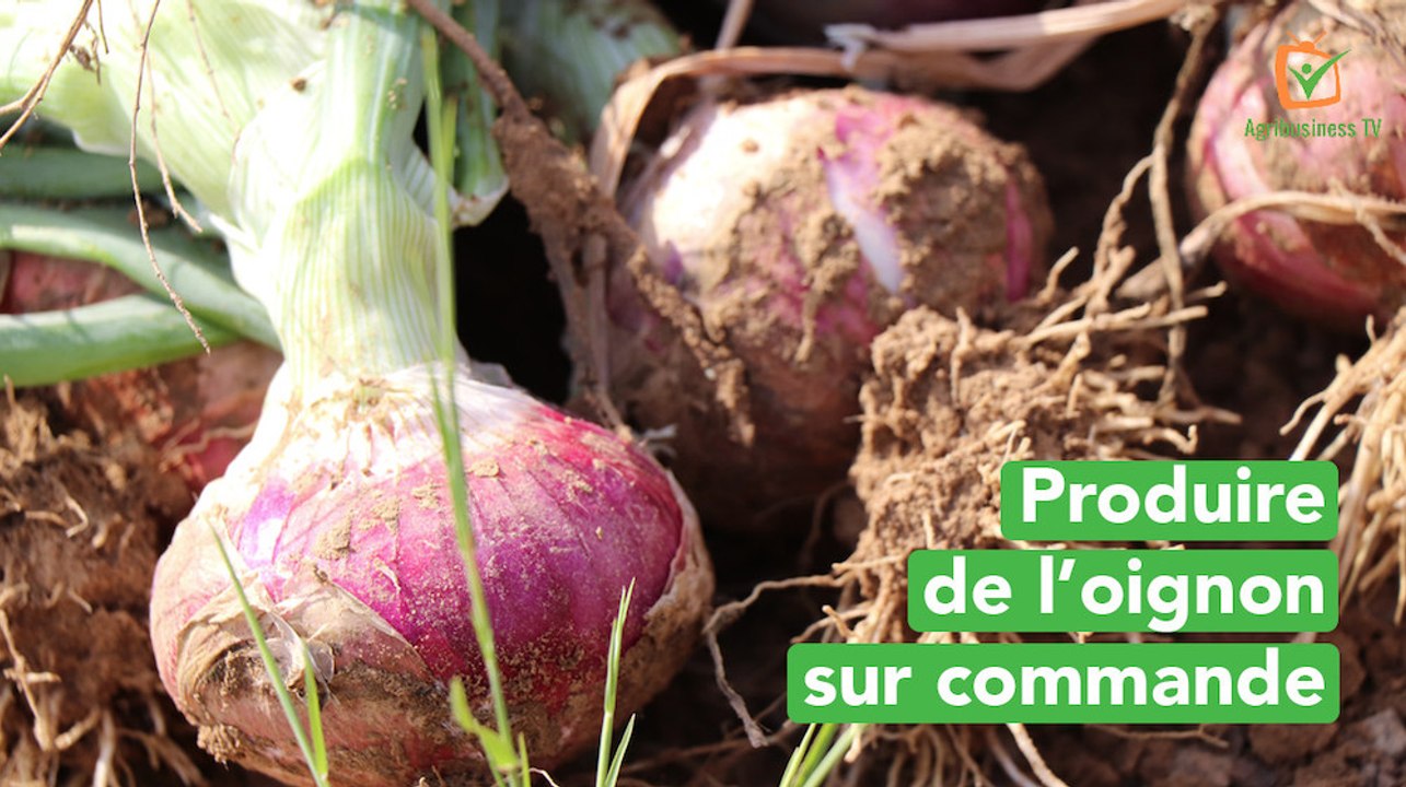 Burkina Faso : Produire de l’oignon sur commande