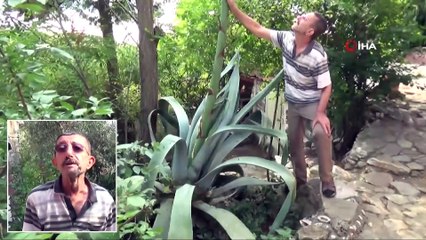 Ekildiği Tarihten 46 Yıl Sonra Çiçek Açtı