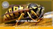 Pest Control Lincoln _ Pest Control Exterminator Services in Lincoln _ Wasps Nests