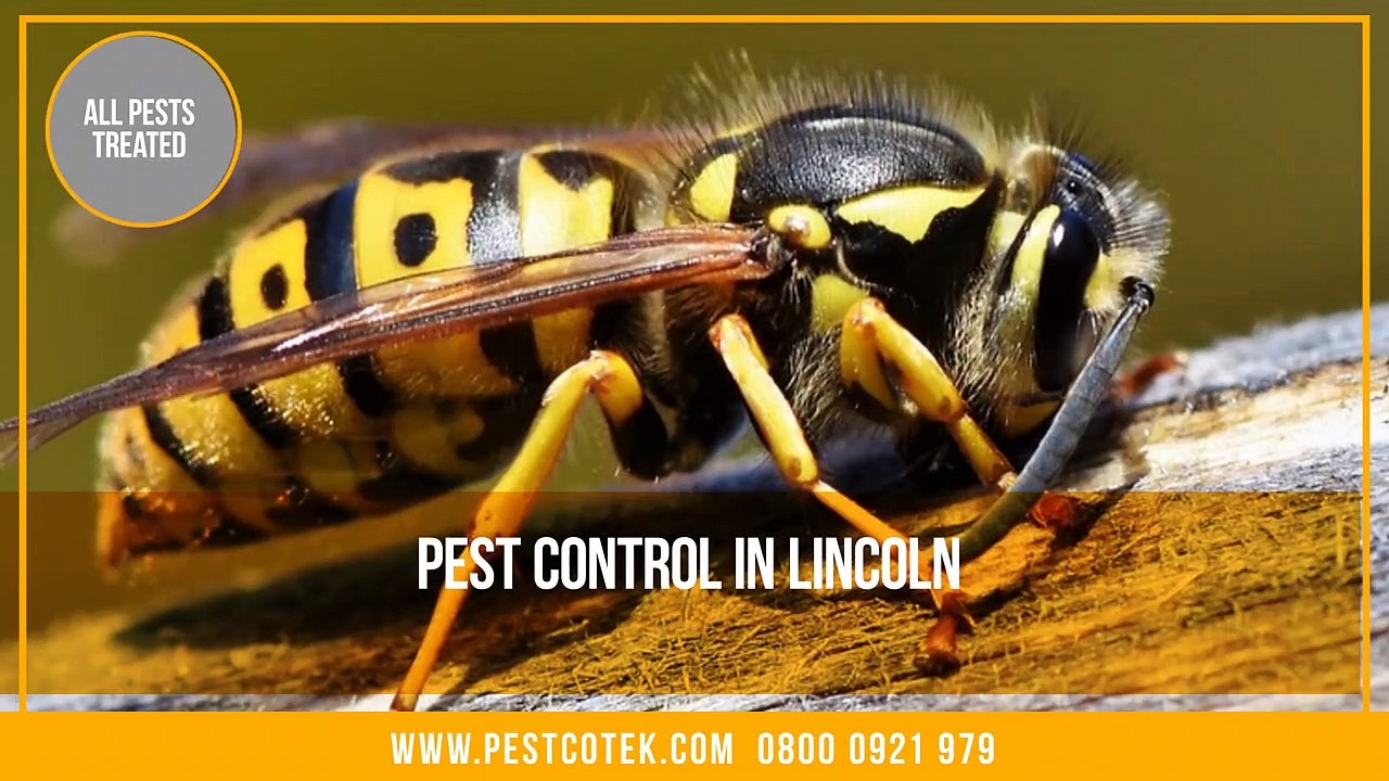 Pest Control Lincoln _ Pest Control Exterminator Services in Lincoln _ Wasps Nests