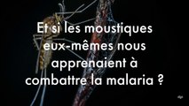 Et si c'était les moustiques eux-mêmes qui nous apprenaient à combattre la malaria ?