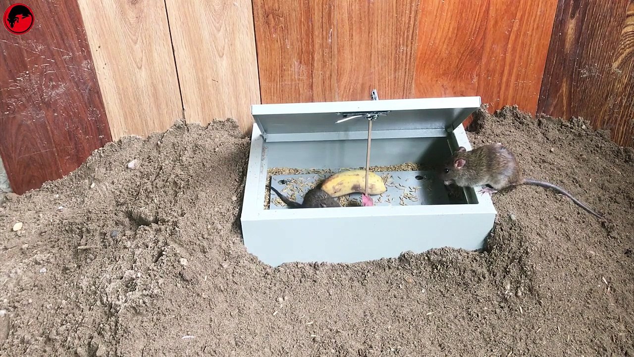 Idea Mouse Trap, New Mouse Trap 2019, New type of mouse trap