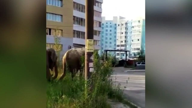 De locos: elefantes pasean por el barrio en Siberia
