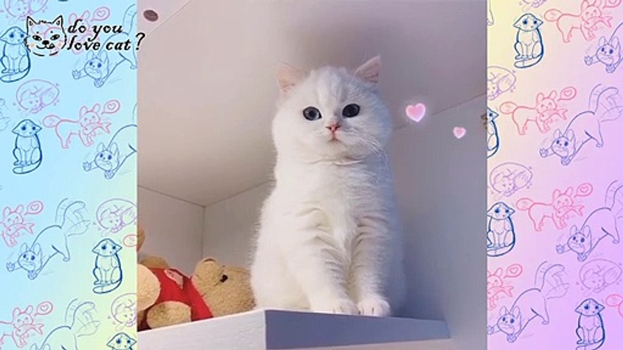 Funny Cat compilation Ep 7