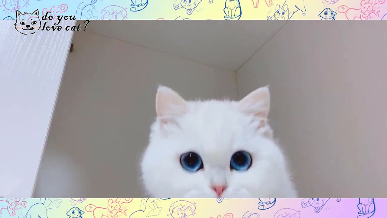 Funny Cat compilation Ep 6