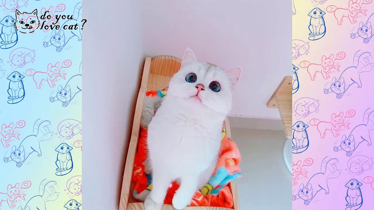 Funny Cat compilation Ep 8