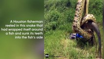 Un homme pêche un poisson enroulé par un serpent