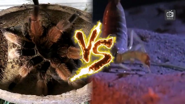 Скорпион в деле! Versus scorpion! Скорпион против пауков, крабов, богомола,