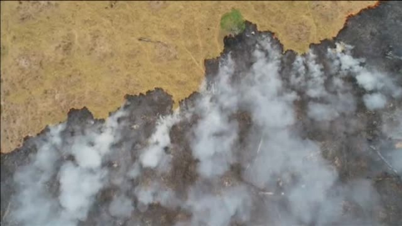 El incendio en el Amazonas pone en jaque la vida de miles de especies animales