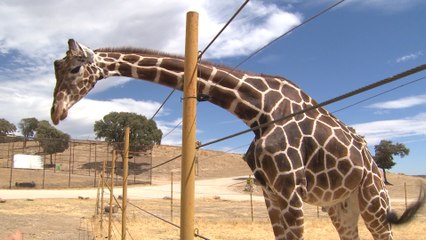 Safari Madrid acerca la sabana africana a la capital