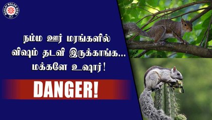 நம்ம ஊர் மரங்களில் விஷம் தடவி இருக்காங்க... மக்களே உஷார்!