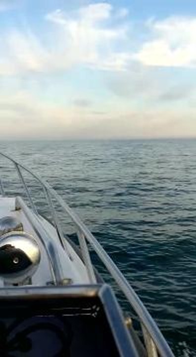 Dolphins swimming off Hayling Island