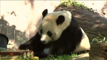 El panda más longevo del planeta cumple 37 años