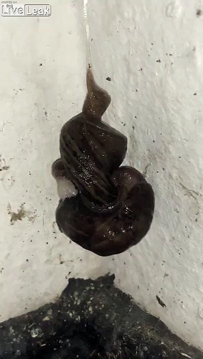2 énormes limaces suspendues à leur bave !