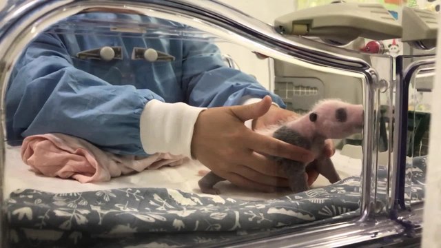 Présentation des jumeaux pandas géants nés à Pairi Daiza