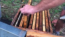 Jura: les abeilles ont souffert  de la météo