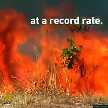 The Amazon helps in slowing down the process of Global Warming. Save Our Earth, save Our Future..