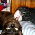 Funny animals Beautiful parrots and cats combo best funny video 2019