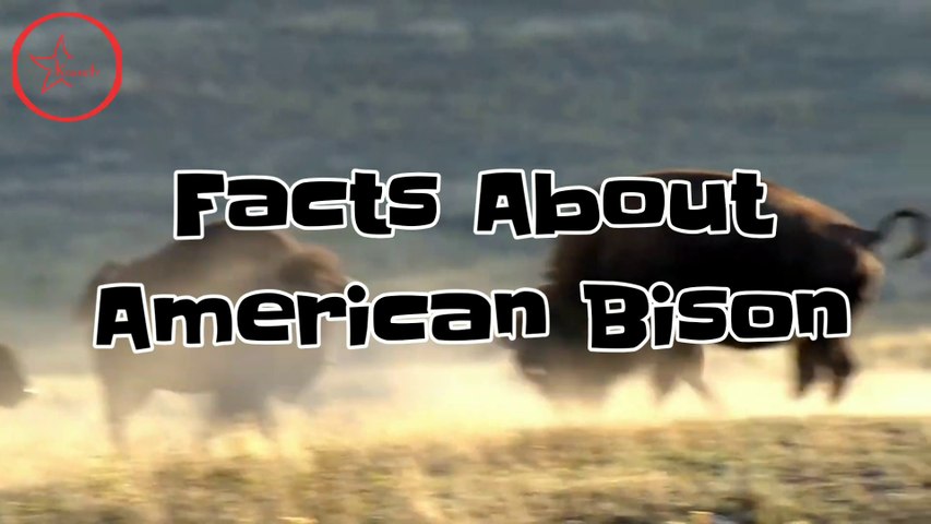 Interesting Facts About American Bison - National Animal of USA