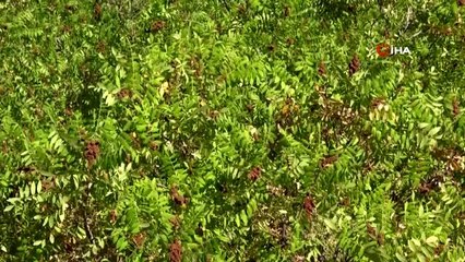 Gercüş'te Sumak hasadı başladı