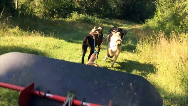 Prénovel: en balade avec des chiens de traîneaux