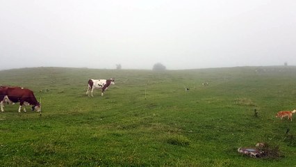 La musique que j'aime tant