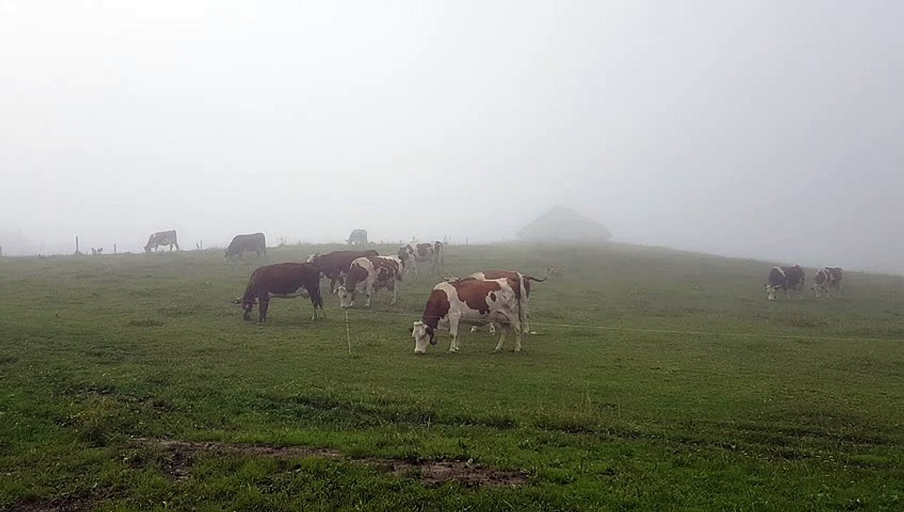 Les vaches et leurs cloches