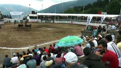 Türkiye boğa güreşleri şampiyonası Kafkasör yaylasında tamamlandı