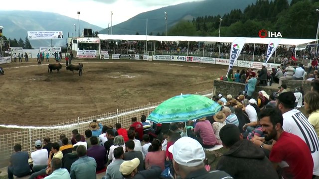 Türkiye boğa güreşleri şampiyonası Kafkasör yaylasında tamamlandı