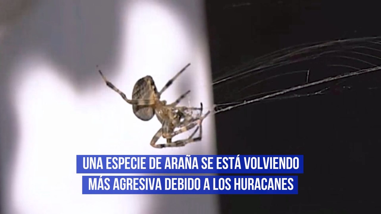 Una especie de araña se está volviendo más agresiva debido a los huracanes