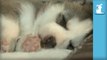 Baby Husky Puppies Dreaming And Twitching While Sleeping - Puppy Love
