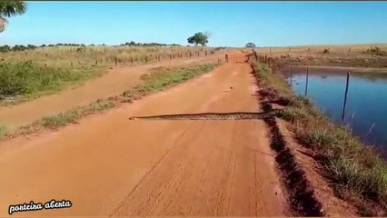 Un énorme anaconda traverse un chemin sous les yeux de ce brésilien