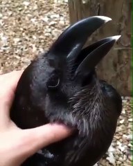 D'après vous c'est un lapin ou un corbeau...