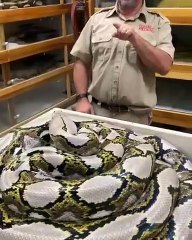 Download Video: Il s'approche d'un serpent qui protège ses oeufs... Attention à la morsure