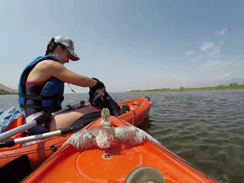Ce bébé oiseau grimpe sur le canoë de ce touriste pour demander à manger