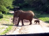Un éléphanteau minuscule traverse la route avec maman... Impressionnant
