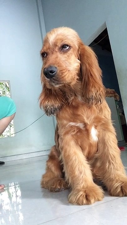 Drowsy Doggo Droops Down