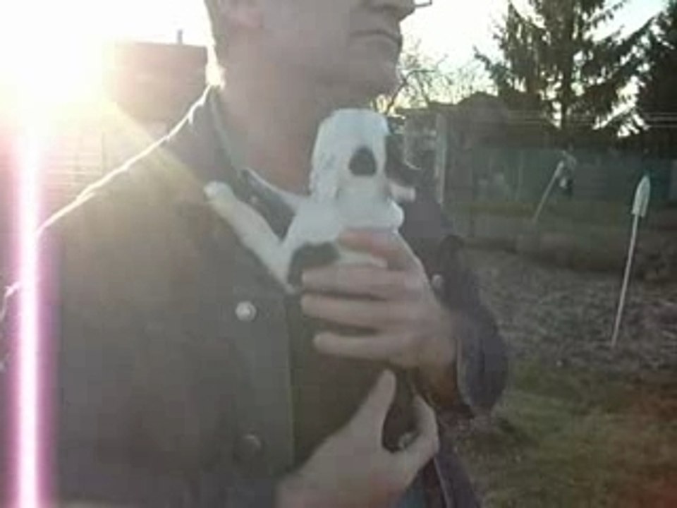 LA BALADE DES BOSTON