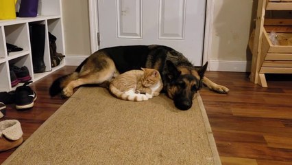 How a German Shepherd and a Kitten Became Best Friends (Part 2)